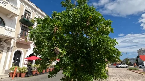 White-winged dove bird on tree in plaza colon old san juan puerto rico (animal) Stock Footage 276859231