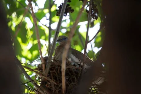 White-Winged Dove Nesting Stock Photos