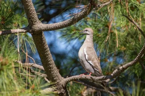 White winged Dove Stock Photos