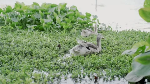 White-winged duck tricky in the marsh Stock Footage 145477928