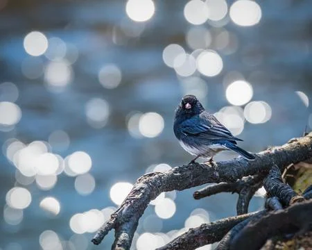 White Winged Junco Stock Photos