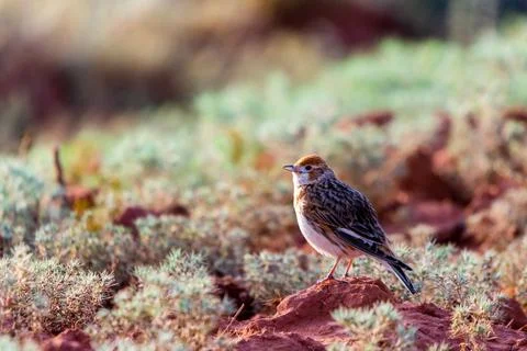 White-winged Lark or Alauda leucoptera sits on ground Stock Photos