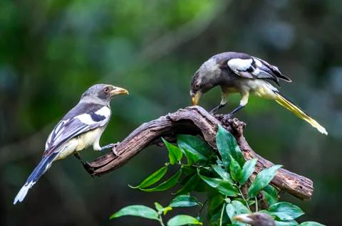 White-winged Magpie Stock Photos