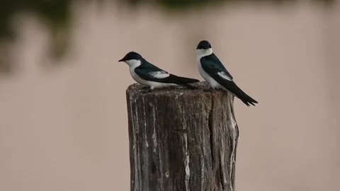 White-winged Swallow looking around Stock Footage 88544920