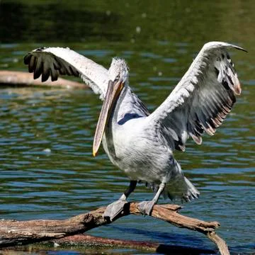 White wings Stock Photos