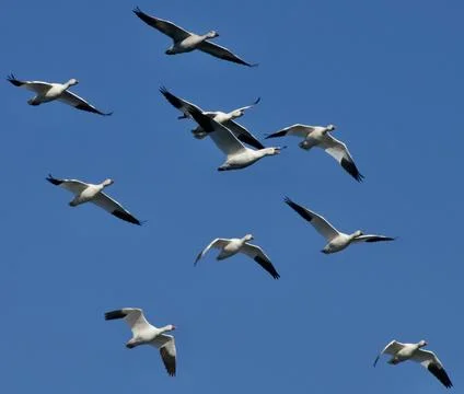 White wings 库存照片