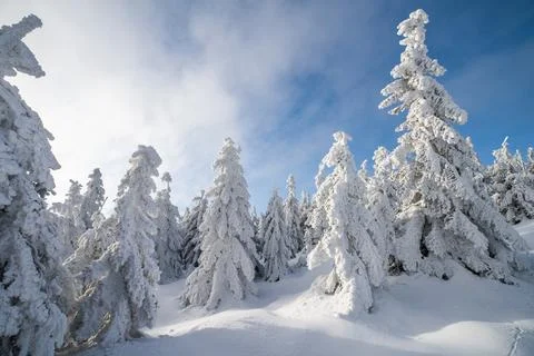 White winter forest Stock Photos
