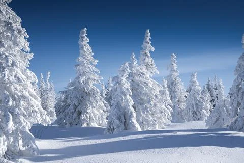 White winter forest Foto stock
