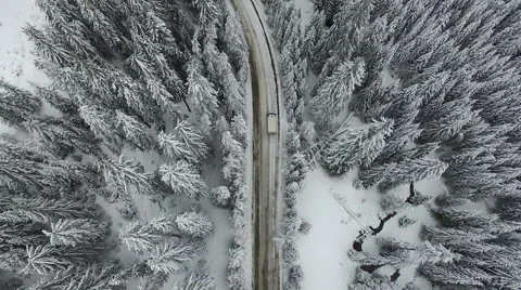 White Winter Forest with a Road Stock Footage 61460606