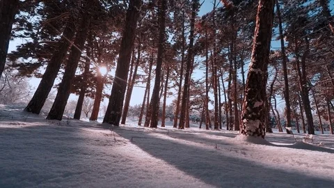 White winter forest trees view from below. round time lapse Видео 72602557