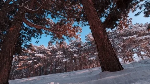 White winter forest trees view from below. round time lapse 스톡 동영상 72603430