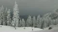 White Winter Landscape Beautiful Skiers Going on a Slope near Snowed Fir Trees HD Footage