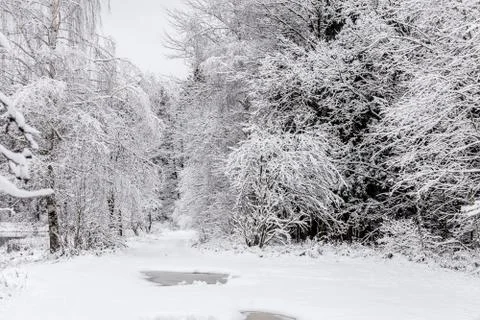 White winter landscape in the forest. Stock Photos