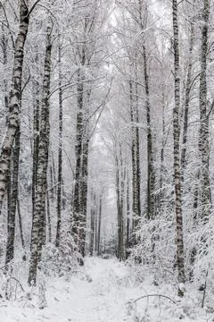 White winter landscape in the forest. Stock Photos
