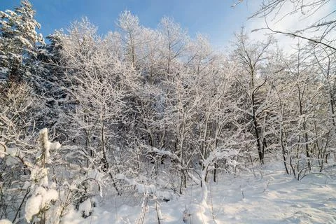 White winter landscape in the forest Stock Photos