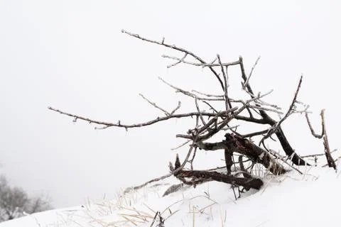 White winter Stock Photos