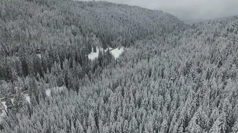 White Winter Pine Forest Stock Footage 61460880