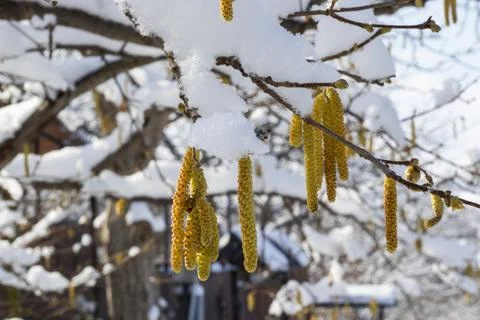 White winter snow Stock Photos
