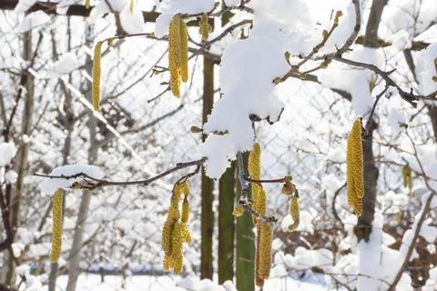 White winter snow Stock Photos