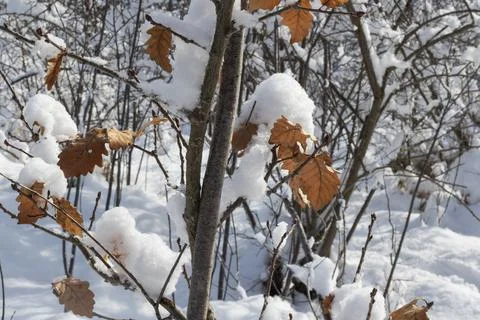 White winter snow Stock Photos