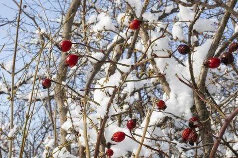 White winter snow Stock Photos