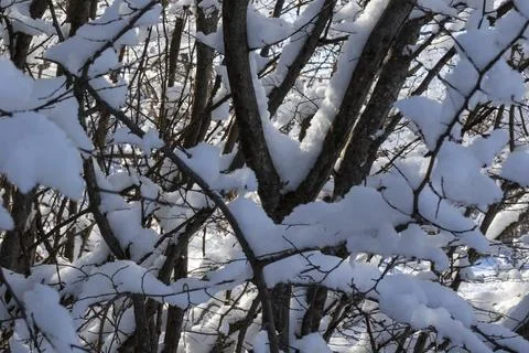 White winter snow Stock Photos