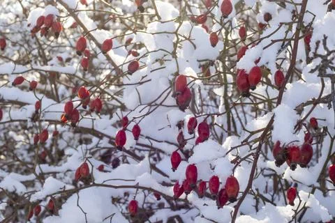 White winter snow Stock Photos
