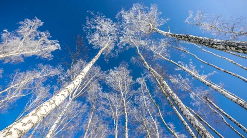 White winter trees birches and falling snowfall on background of blue sky. 4K. Stock Footage 295383947