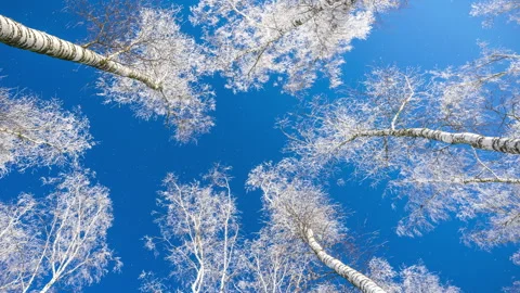 White winter trees birches and falling snowfall on background of blue sky. 4K. 스톡 동영상 295383983