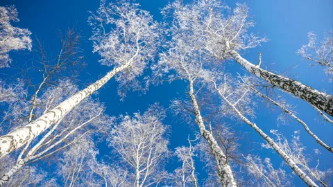 White winter trees birches and falling snowfall on background of blue sky. 4K. Stock Footage 295384000