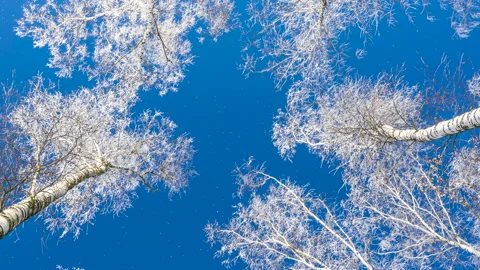 White winter trees birches and falling snowfall on background of blue sky. 4K. 库存影片 295384157