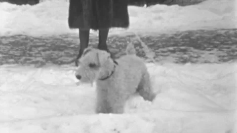 White Wire Fox Terrier Dog Enjoys a Walk Around the Neighborhood in Stock Footage 263798360