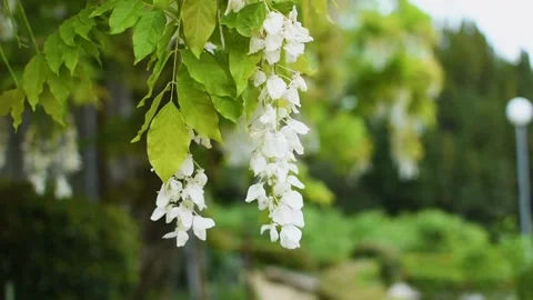 White wisteria close-up. Stock-Footage 185531998