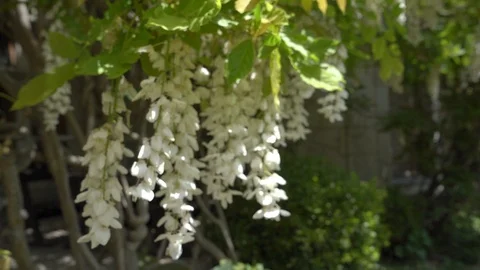 White wisteria Stock Footage 112377766