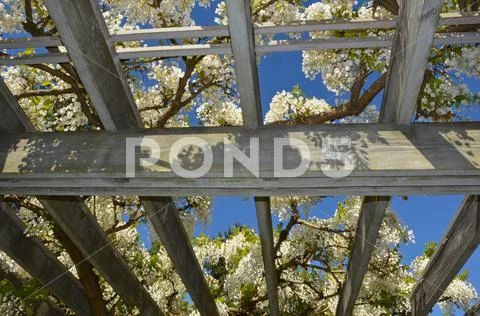 White wisteria on wooden awning Stock Photos