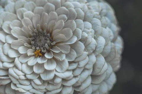 White Wizard Dahlia macro, selective focus. Stock Photos
