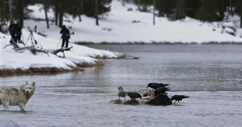 White wolf approaches and eats dead bison buffalo carcass, winter Yellowstone Video stock 334633803
