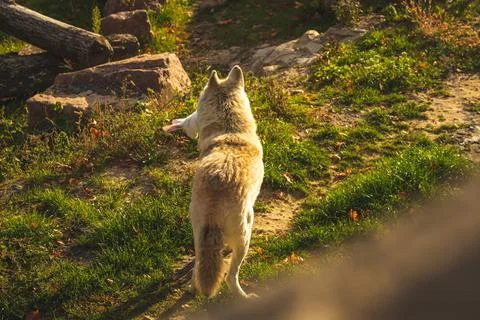 White wolf back view in forest nature in sunset lights background Foto stock
