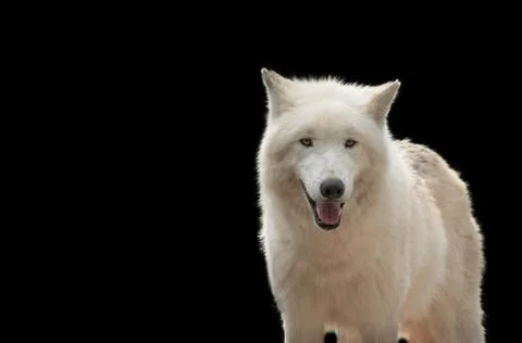 White wolf in black background Stock Photos