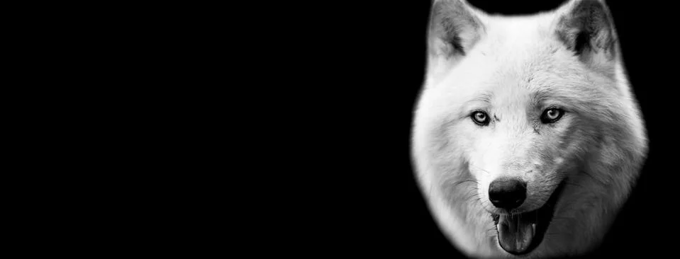 White wolf with a black background Stock Photos