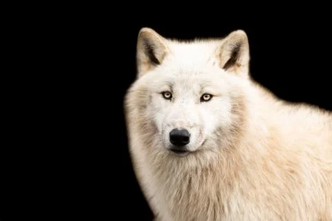 White wolf with a black background Foto stock