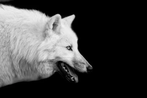 White wolf with a black background Stock Photos