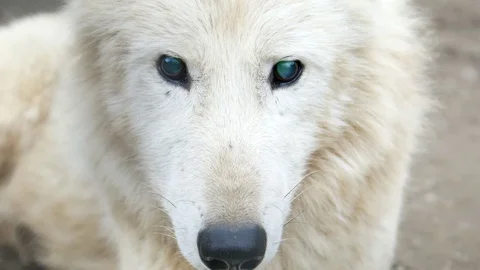 arctic wolf pup with blue eyes