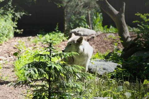 White wolf came to the edge Stock Photos