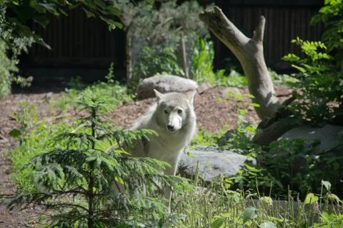 White wolf came to the edge Stock Photos