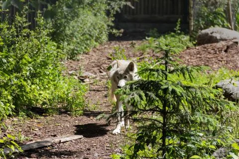 White wolf came to the edge Foto stock