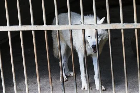 White Wolf in captivity Stock Photos