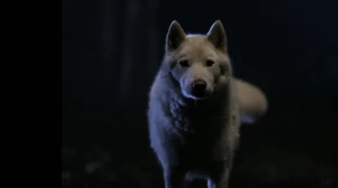 White wolf close-up at night Stock Footage 12447463