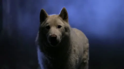 White wolf close-up at night Stock Footage 12447577