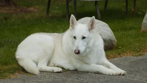 White Wolf-Dog Stock Photos